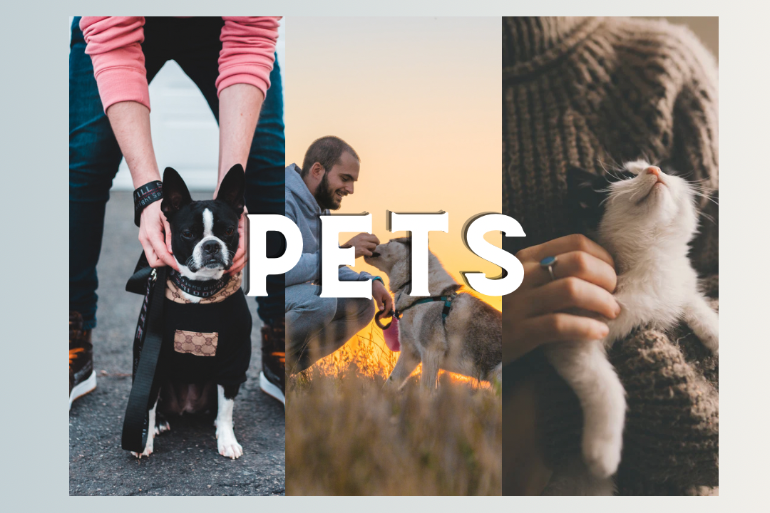 Pets